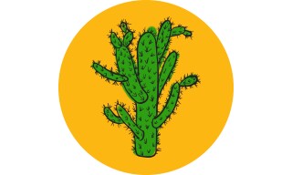 Cylindropuntia: Jumping Cholla Cylindropuntia: Jumping Cholla