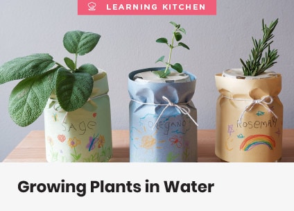 Growing Plants in Water
