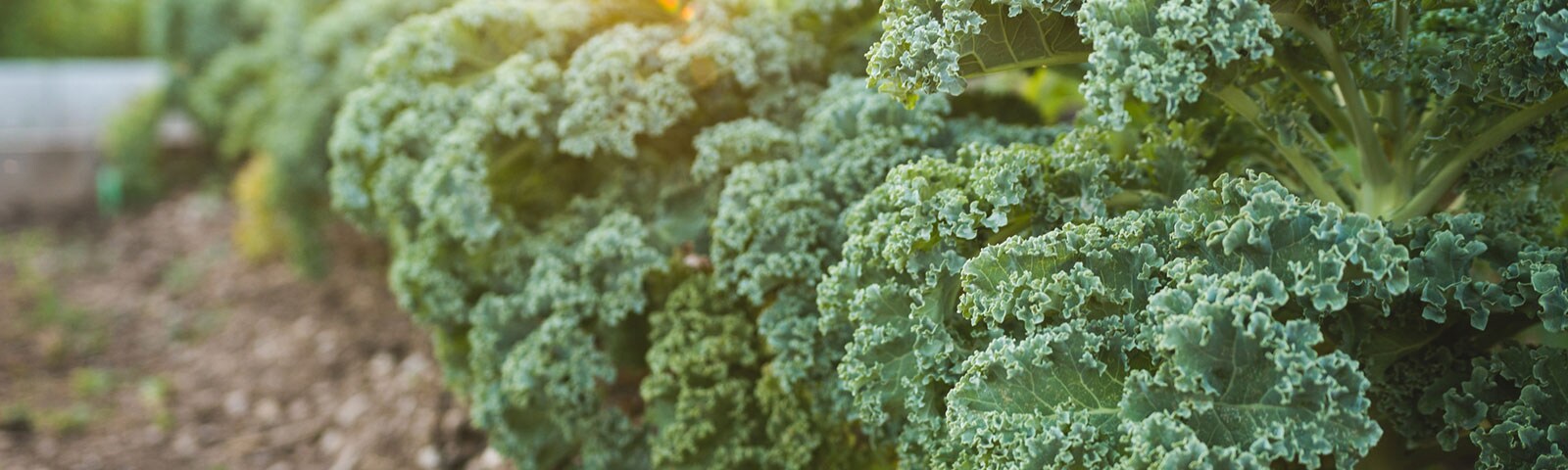 Fresh kale growing on stalks outside Fresh kale growing on stalks outside