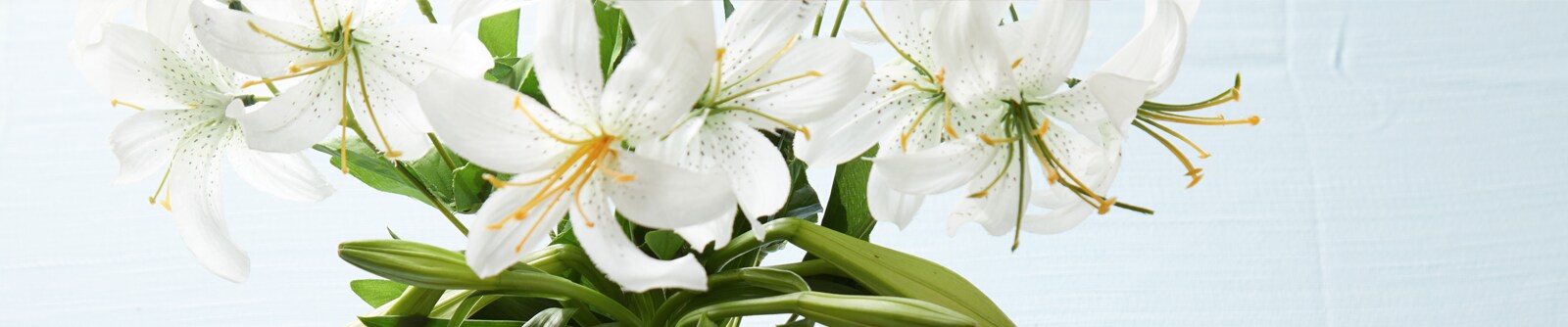 Close up of a bouquet of white Easter lilies