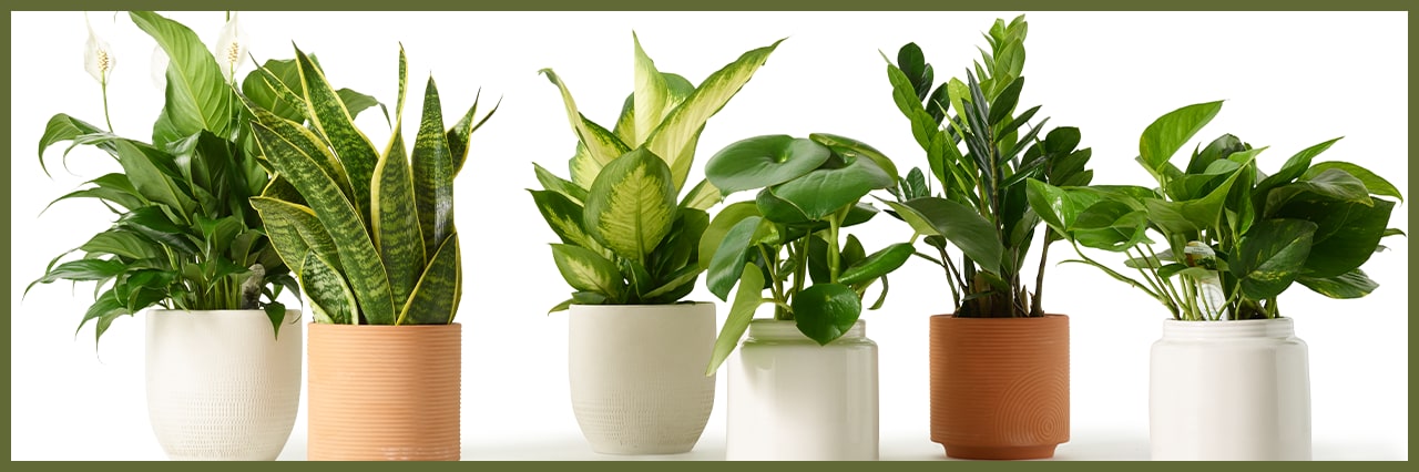 8-common-houseplants-and-how-to-care-for-them-king-soopers