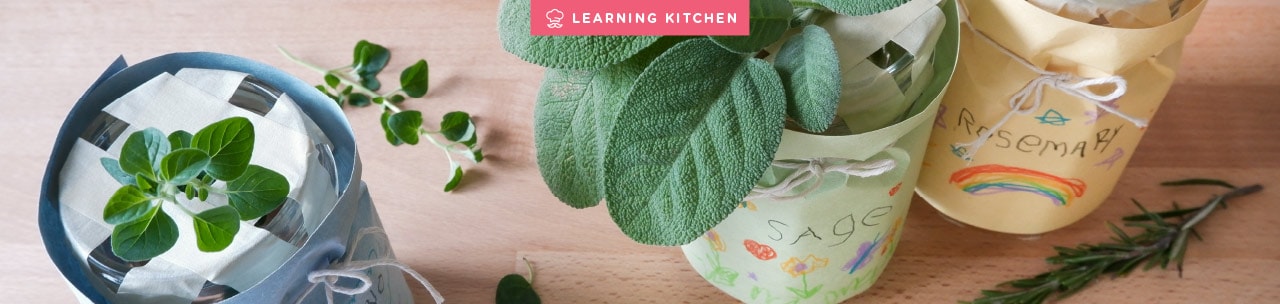 Growing Plants in Water Growing Plants in Water