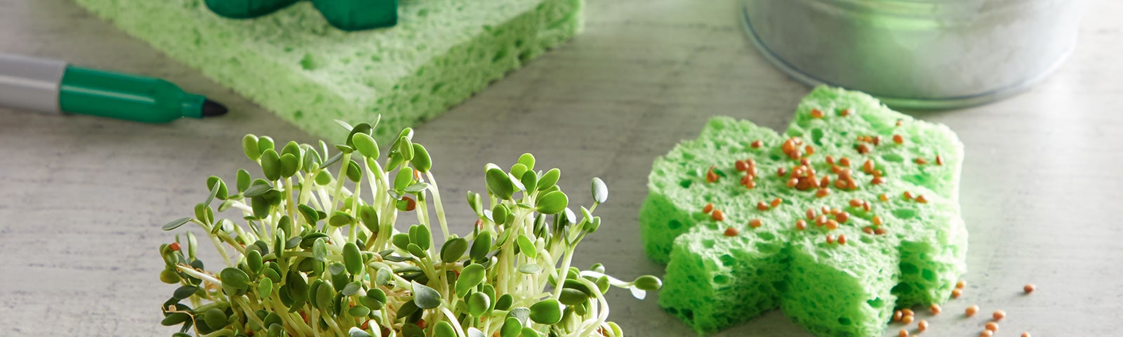 Sprouts grow from a sponge cut out in the shape of a shamrock Sprouts grow from a sponge cut out in the shape of a shamrock